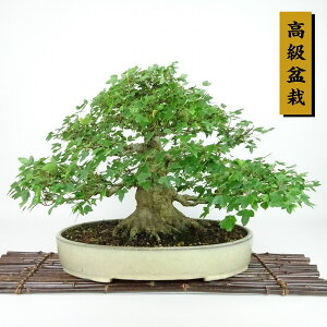 ~   30cm  ~ Acer JGf gt JGf t Ϗܗp i