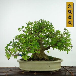 ~   22cm  ~ Acer JGf gt JGf t Ϗܗp i