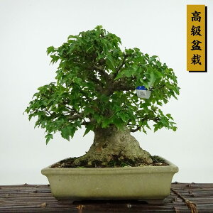 ~   21cm  ~ Acer JGf gt JGf t Ϗܗp i