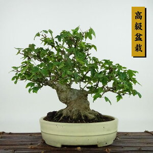 ~   21cm  ~ Acer JGf gt JGf t Ϗܗp i