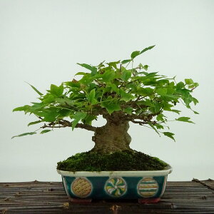 ~   15cm  Acer JGf gt JGf t Ϗܗp i i