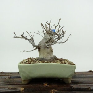 ~   10cm  Acer JGf gt JGf t Ϗܗp i i