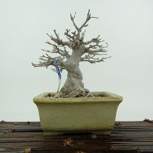 ~   12cm  Acer JGf gt JGf t Ϗܗp i i