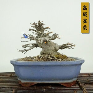~   13cm  ~ Acer JGf gt JGf t Ϗܗp i i
