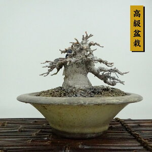 ~   10cm  ~ Acer JGf gt JGf t Ϗܗp i i