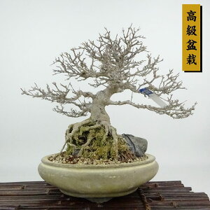 ~   24cm  ~ Acer JGf gt Εt JGf t Ϗܗp i