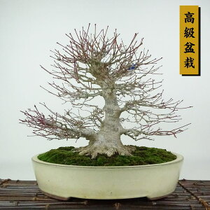 ~ gt  26cm ݂ ~ Acer palmatum ~W JGf t Ϗܗp i