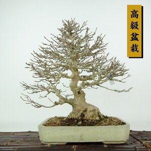 ~   27cm  ~ Acer JGf gt JGf t Ϗܗp i
