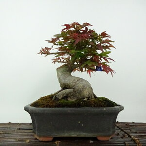 ~ gt óX  20cm ݂ Acer palmatum ~W JGf t Ϗܗp i i
