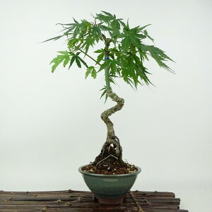 ~ gt r  32cm ݂ Acer palmatum ~W  JGf t Ϗܗp i 