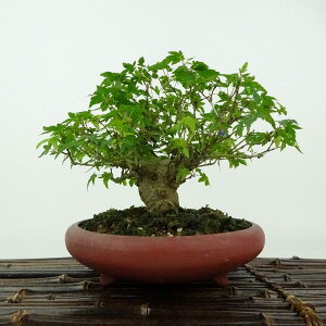 ~ gt  14cm ݂ Acer palmatum ~W JGf t Ϗܗp i i  