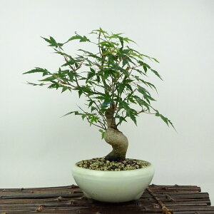 ~ gt  25cm ݂ Acer palmatum ~W JGf t Ϗܗp i 