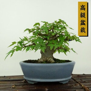 ~   13cm  ~ Acer JGf gt JGf t Ϗܗp i i
