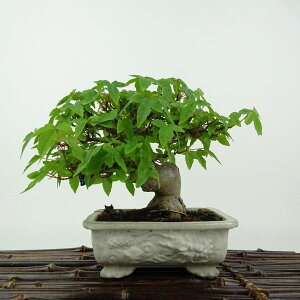 ~   12cm  Acer JGf gt JGf t Ϗܗp i i