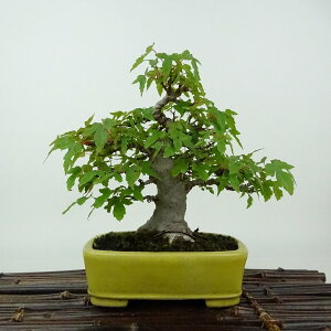 ~   15cm  Acer JGf gt JGf t Ϗܗp i i