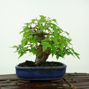 ~   13cm  Acer JGf gt JGf t Ϗܗp i i