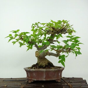 ~   18cm  Acer JGf gt JGf t Ϗܗp i i