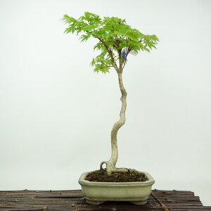 ~  Hc   38cm  nE`JGf gt JGf t Ϗܗp i 