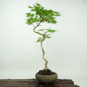 ~  Hc   38cm  nE`JGf gt JGf t Ϗܗp i 