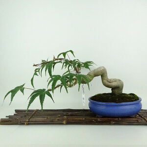 ~ gt   19cm ݂ Acer palmatum ~W JGf t Ϗܗp i i