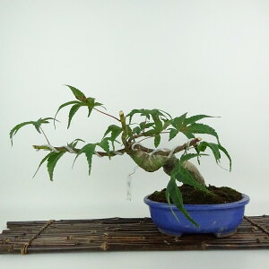 ~ gt   20cm ݂ Acer palmatum ~W JGf t Ϗܗp i i