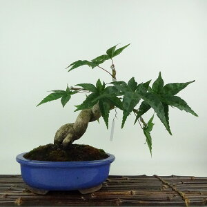 ~ gt   23cm ݂ Acer palmatum ~W JGf t Ϗܗp i