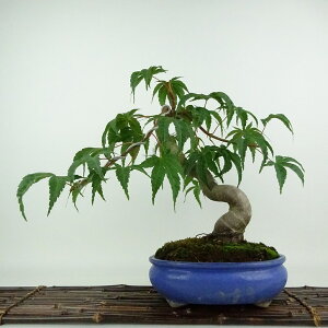 ~ gt   30cm ݂ Acer palmatum ~W JGf t Ϗܗp i