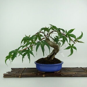 ~ gt   22cm ݂ Acer palmatum ~W JGf t Ϗܗp i