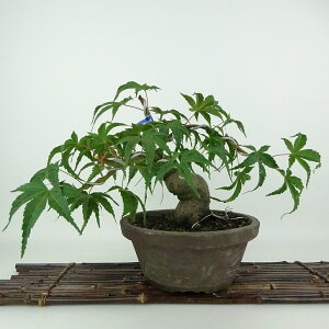 ~ gt   21cm ݂ Acer palmatum ~W JGf t Ϗܗp i