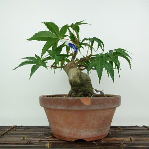 ~ gt   21cm ݂ Acer palmatum ~W JGf t Ϗܗp i