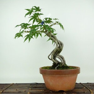 ~ gt   37cm ݂ Acer palmatum ~W  JGf t Ϗܗp i