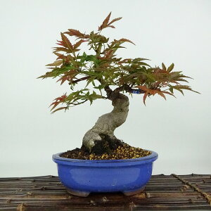~ gt óX  23cm ݂ Acer palmatum ~W JGf t Ϗܗp i