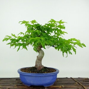 ~ gt   22cm ݂ Acer palmatum ~W JGf t Ϗܗp i