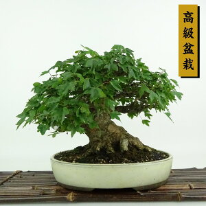 ~   18cm  ~ Acer JGf gt JGf t Ϗܗp i i