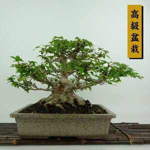 ~   19cm  ~ Acer JGf gt JGf t Ϗܗp i i