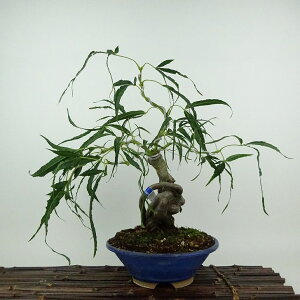 ~ gt ܎O  31cm ݂ Acer palmatum ~W JGf t ӏܗp Ϗܗp i