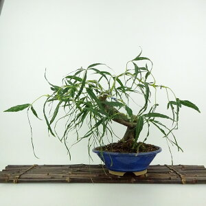 ~ gt ܎O  23cm ݂ Acer palmatum ~W JGf t ӏܗp Ϗܗp i