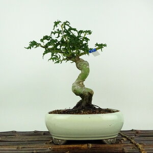 ~ gt q  18cm ݂ Acer palmatum ~W JGf t ӏܗp Ϗܗp i i