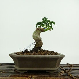 盆栽 紅葉 獅子頭 樹高 約11cm もみじ Acer palmatum モミジ エデ科 落葉樹 鑑賞用 観賞用 小品 現品 送料無料