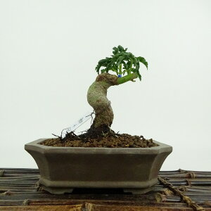 ~ gt q  11cm ݂ Acer palmatum ~W Gf t ӏܗp Ϗܗp i i 