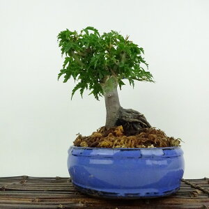 ~ gt q  19cm ݂ Acer palmatum ~W VVKV JGf t ӏܗp Ϗܗp i i 