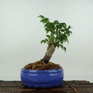 ~ gt q  18cm ݂ Acer palmatum ~W VVKV JGf t ӏܗp Ϗܗp i i 