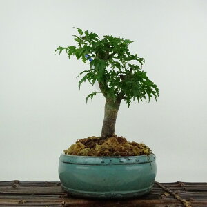~ gt q  21cm ݂ Acer palmatum ~W VVKV JGf t ӏܗp Ϗܗp i 