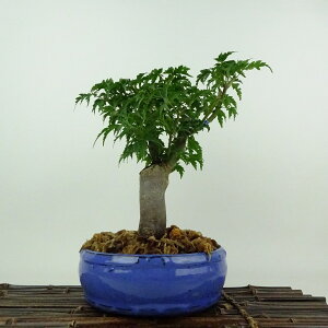 ~ gt q  21cm ݂ Acer palmatum ~W VVKV JGf t ӏܗp Ϗܗp i