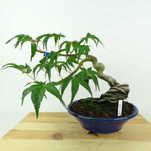 ~ gt  21cm ݂ Acer palmatum ~W JGf t ӏܗp Ϗܗp i