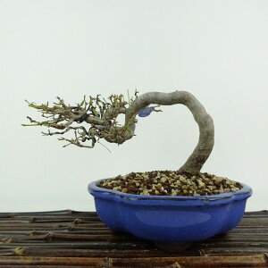 盆栽 紅葉 樹高 約11cm もみじ Acer palmatum モミジ カエデ科 落葉樹 鑑賞用 観賞用 小品 現品