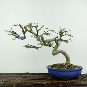 ~ gt  19cm ݂ Acer palmatum ~W JGf t ӏܗp Ϗܗp i i