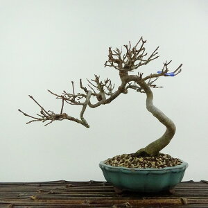 ~   19cm  Acer JGf gt JGf t ӏܗp Ϗܗp i i