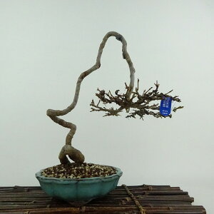 ~   22cm  Acer JGf gt JGf t ӏܗp Ϗܗp i
