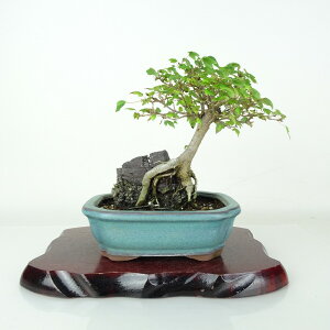 ~   18cm  Acer JGf gt Εt JGf t ӏܗp Ϗܗp i i 